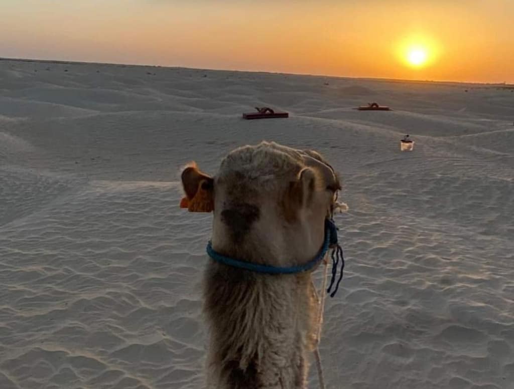 Alt Text: A silhouette of camels walking across the desert dunes at sunset, with the sky painted in warm golden hues.
