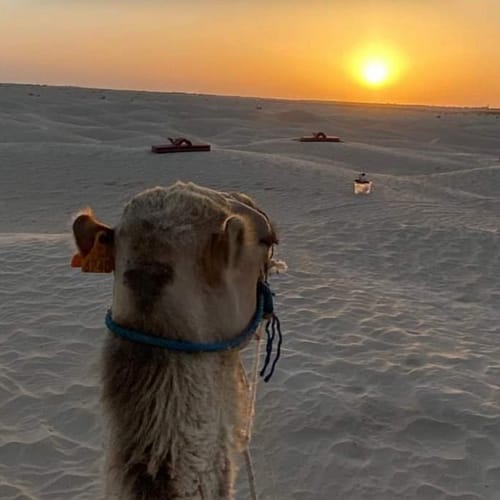 Alt Text: A silhouette of camels walking across the desert dunes at sunset, with the sky painted in warm golden hues.